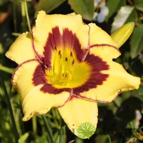 Ľaliovka El Desperado, výška 30/50cm, v črepníku Hemerocallis El Desperado