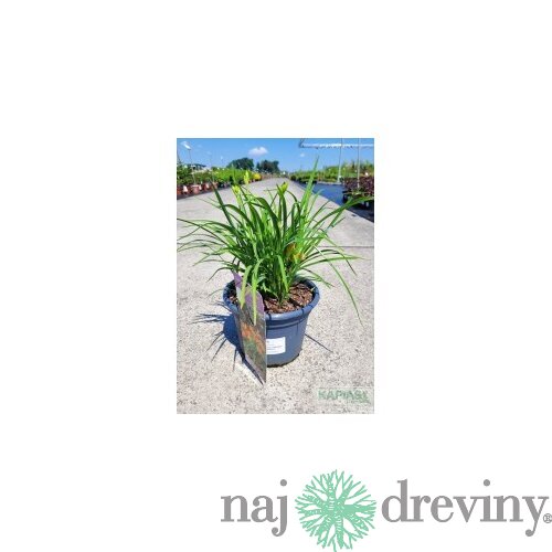 Ľaliovka EVERYDAYLILY BRONZE ‘VER00274‘ 20/40 cm v črepníku 5l Hemerocallis EVERYDAYLILY BRONZE ‘VER00274‘