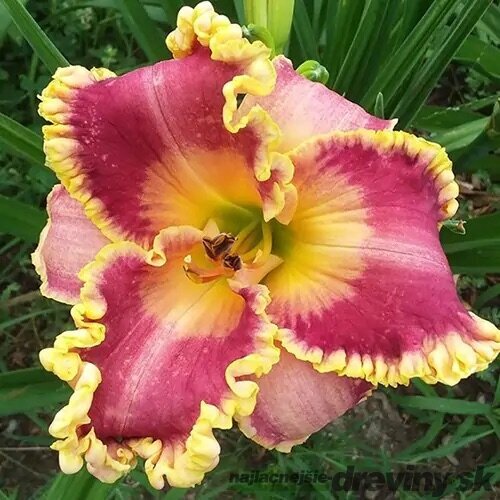 Ľaliovka EVERYDAYLILY BRONZE ‘VER00274‘ 20/40 cm v črepníku 5l Hemerocallis EVERYDAYLILY BRONZE ‘VER00274‘