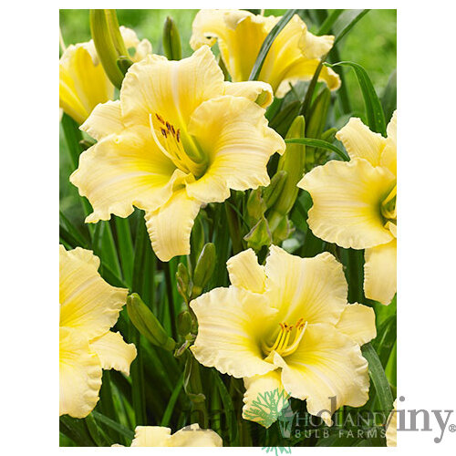 Ľaliovka EVERYDAYLILY CREAM ‘VER00112‘ 20/40 cm v črepníku 5l Hemerocallis EVERYDAYLILY CREAM ‘VER00112‘