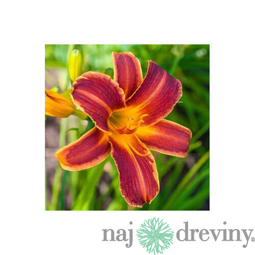 Ľaliovka EVERYDAYLILY RED RIBS ‘VER00322‘ 20/40 cm v črepníku 5l Hemerocallis EVERYDAYLILY RED RIBS ‘VER00322‘