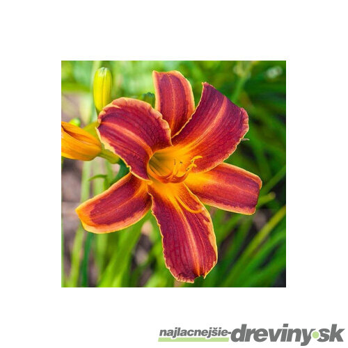 Ľaliovka EVERYDAYLILY RED RIBS ‘VER00322‘ 20/40 cm v črepníku 5l Hemerocallis EVERYDAYLILY RED RIBS ‘VER00322‘