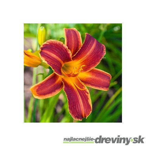 Ľaliovka EVERYDAYLILY RED RIBS ‘VER00322‘ 20/40 cm v črepníku 5l Hemerocallis EVERYDAYLILY RED RIBS ‘VER00322‘