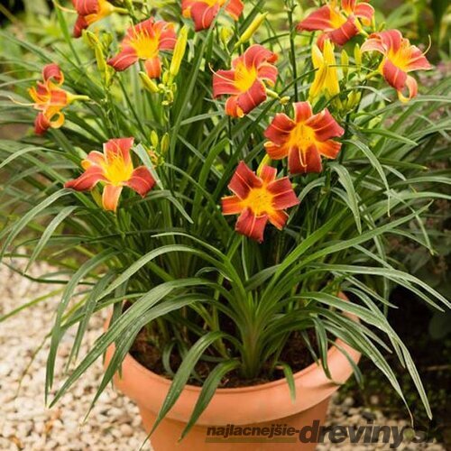 Ľaliovka EVERYDAYLILY RED RIBS ‘VER00322‘ 20/40 cm v črepníku 5l Hemerocallis EVERYDAYLILY RED RIBS ‘VER00322‘