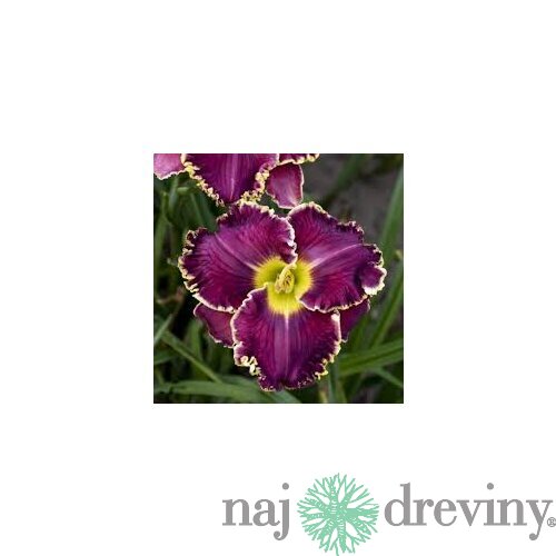 Ľaliovka Excellent 30/40 cm, v črepníku 3l Hemerocallis ‘Excellent‘