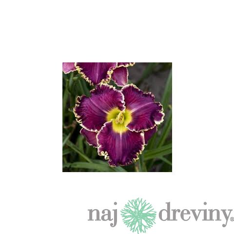 Ľaliovka Excellent 30/40 cm, v črepníku 3l Hemerocallis ‘Excellent‘