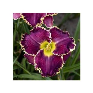 Ľaliovka Excellent 30/40 cm, v črepníku 3l Hemerocallis ‘Excellent‘