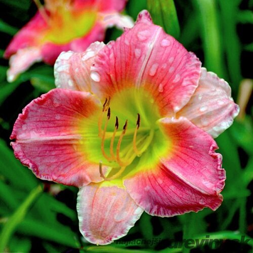 Ľaliovka Final Touch 30/40 cm, v črepníku 3l Hemerocallis ‘Final Touch‘
