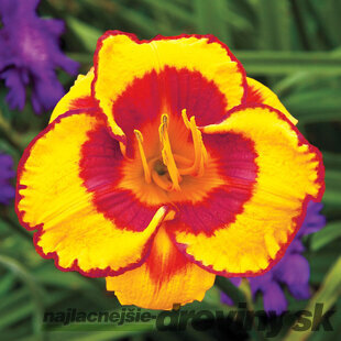 Ľáliovka Fooled me, výška 30/50 cm, v črepníku 3l Hemerocallis Fooled Mee