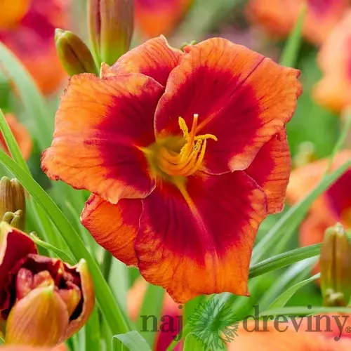 Ľaliovka Frank Smith 30/40 cm, v črepníku 2l Hemerocallis ‘Frank Smith‘