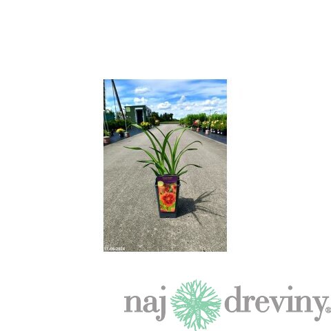Ľaliovka Frank Smith 30/40 cm, v črepníku 2l Hemerocallis ‘Frank Smith‘