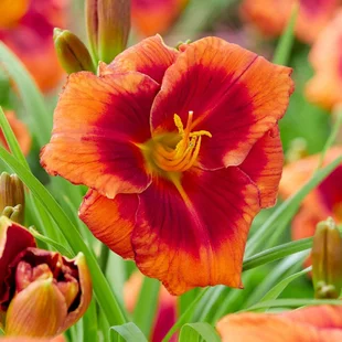 Ľaliovka Frank Smith 30/40 cm, v črepníku 2l Hemerocallis ‘Frank Smith‘