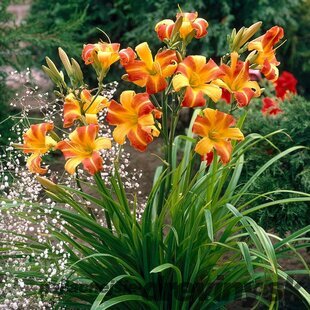 Ľaliovka ‘Frans Hals‘, výška 30/40 cm, v črepníku 2l Hemerocallis ‘Frans Hals‘