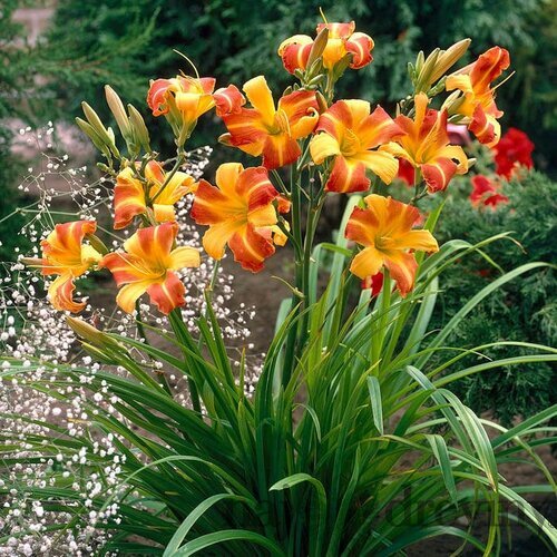 Ľaliovka ‘Frans Hals‘, výška 30/40 cm, v črepníku 2l Hemerocallis ‘Frans Hals‘