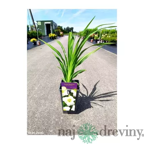 Ľaliovka Gentle Shepherd 30/40 cm, v črepníku 3l Hemerocallis ‘Gentle Shepherd‘
