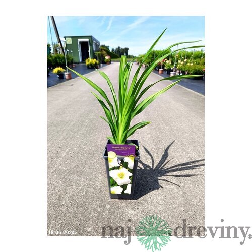 Ľaliovka Gentle Shepherd 30/40 cm, v črepníku 3l Hemerocallis ‘Gentle Shepherd‘
