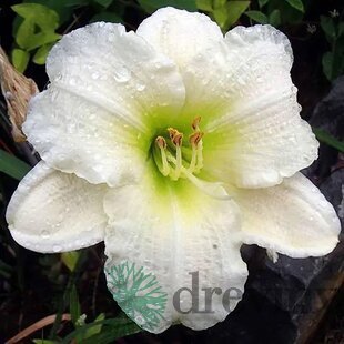 Ľaliovka Gentle Shepherd 30/40 cm, v črepníku 3l Hemerocallis ‘Gentle Shepherd‘