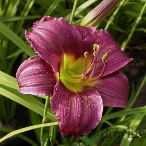 Ľaliovka ‘Grape Velvet‘, v črepníku 3l Hemerocallis ‘Grape Velvet