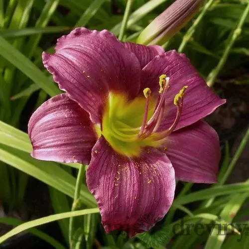 Ľaliovka ‘Grape Velvet‘, v črepníku 3l Hemerocallis ‘Grape Velvet