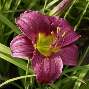 Ľaliovka ‘Grape Velvet‘, v črepníku 3l Hemerocallis ‘Grape Velvet