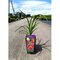 Ľaliovka Highland Lord 30/40 cm, v črepníku 3l Hemerocallis ‘Highland Lord‘