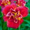 Ľaliovka Highland Lord 30/40 cm, v črepníku 3l Hemerocallis ‘Highland Lord‘