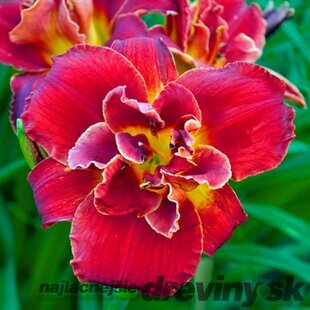 Ľaliovka Highland Lord 30/40 cm, v črepníku 3l Hemerocallis ‘Highland Lord‘