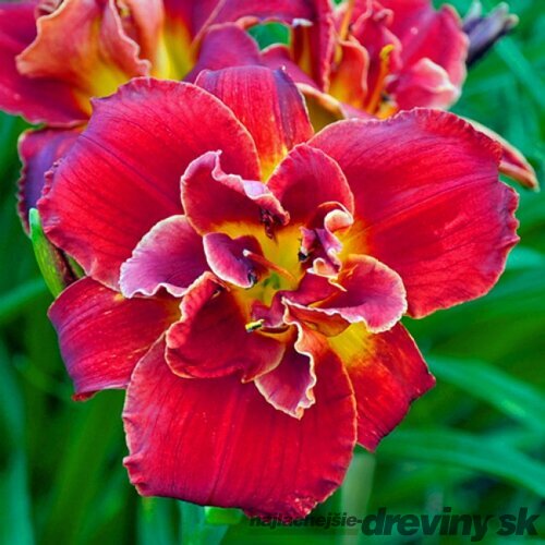 Ľaliovka Highland Lord 30/40 cm, v črepníku 3l Hemerocallis ‘Highland Lord‘