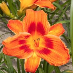 Ľaliovka Holiday Delight 30/40 cm v črepníku 3l Hemerocallis ‘Holiday Delight‘
