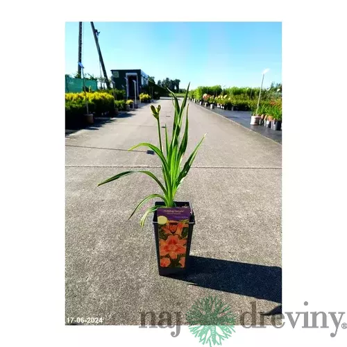 Ľaliovka Holiday Delight 30/40 cm v črepníku 3l Hemerocallis ‘Holiday Delight‘