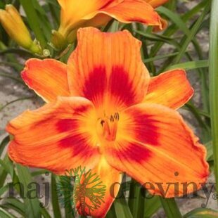 Ľaliovka Holiday Delight 30/40 cm v črepníku 3l Hemerocallis ‘Holiday Delight‘