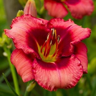 Ľaliovka Jazz Dance, výška 30/50cm, v črepníku 3l Hemerocallis Jazz Dance