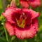 Ľaliovka Jazz Dance, výška 30/50cm, v črepníku 3l Hemerocallis Jazz Dance