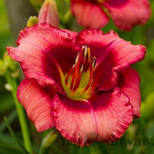 Ľaliovka Jazz Dance, výška 30/50cm, v črepníku 3l Hemerocallis Jazz Dance