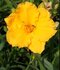 Ľaliovka Kimmswick, výška 30/50cm, v črepníku 3l Hemerocallis Kimmswick
