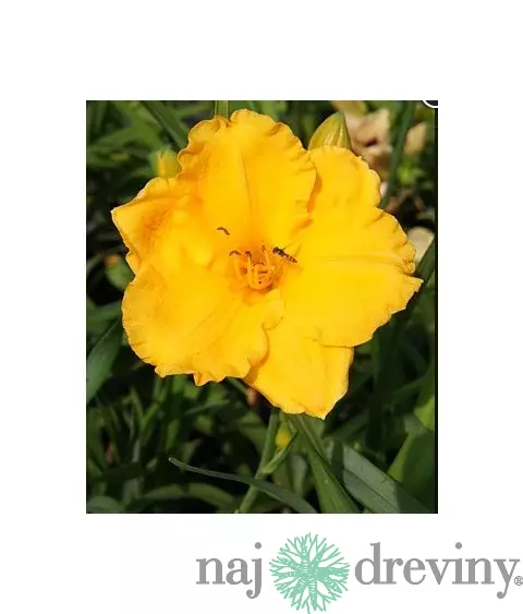 Ľaliovka Kimmswick, výška 30/50cm, v črepníku 3l Hemerocallis Kimmswick
