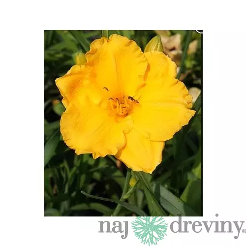 Ľaliovka Kimmswick, výška 30/50cm, v črepníku 3l Hemerocallis Kimmswick