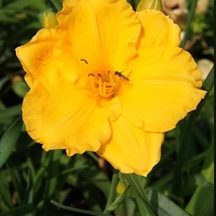 Ľaliovka Kimmswick, výška 30/50cm, v črepníku 3l Hemerocallis Kimmswick