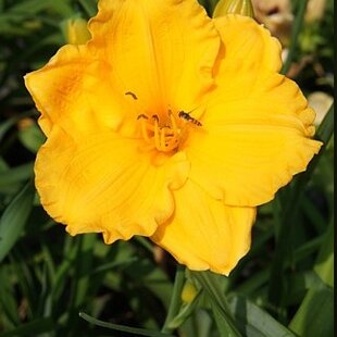 Ľaliovka Kimmswick, výška 30/50cm, v črepníku 3l Hemerocallis Kimmswick