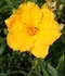 Ľaliovka Kimmswick, výška 30/50cm, v črepníku 3l Hemerocallis Kimmswick