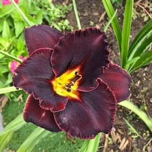 Ľaliovka Longfields Black Magic, výška 30/50cm, v črepníku 3l Hemerocallis Longfields Black Magic