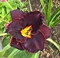 Ľaliovka Longfields Black Magic, výška 30/50cm, v črepníku 3l Hemerocallis Longfields Black Magic
