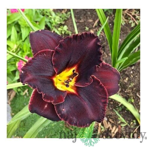 Ľaliovka Longfields Black Magic, výška 30/50cm, v črepníku 3l Hemerocallis Longfields Black Magic