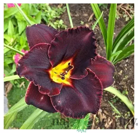 Ľaliovka Longfields Black Magic, výška 30/50cm, v črepníku 3l Hemerocallis Longfields Black Magic