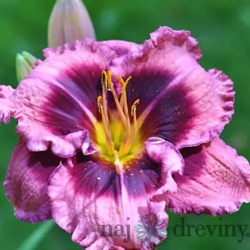 Ľaliovka Macbeth, výška 30/50cm, v črepníku 3l Hemerocallis Macbeth