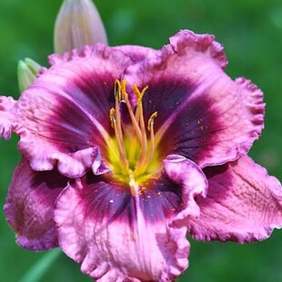 Ľaliovka Macbeth, výška 30/50cm, v črepníku 3l Hemerocallis Macbeth