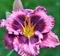 Ľaliovka Macbeth, výška 30/50cm, v črepníku 3l Hemerocallis Macbeth