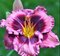 Ľaliovka Macbeth, výška 30/50cm, v črepníku 3l Hemerocallis Macbeth