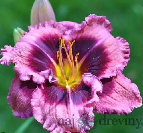 Ľaliovka Macbeth, výška 30/50cm, v črepníku 3l Hemerocallis Macbeth