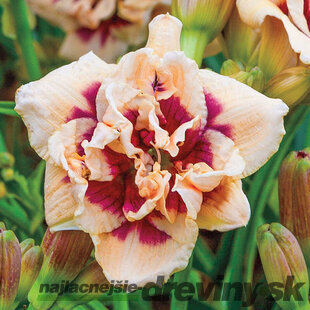 Ľaliovka ‘Madeline Nettles Eyes‘ 30/50 cm , v črepníku 3l Hemerocallis Madeline Nettles Eyes